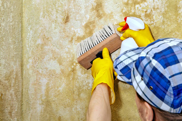 Best Water Damage & Mold Remediation  in Goodview, MN