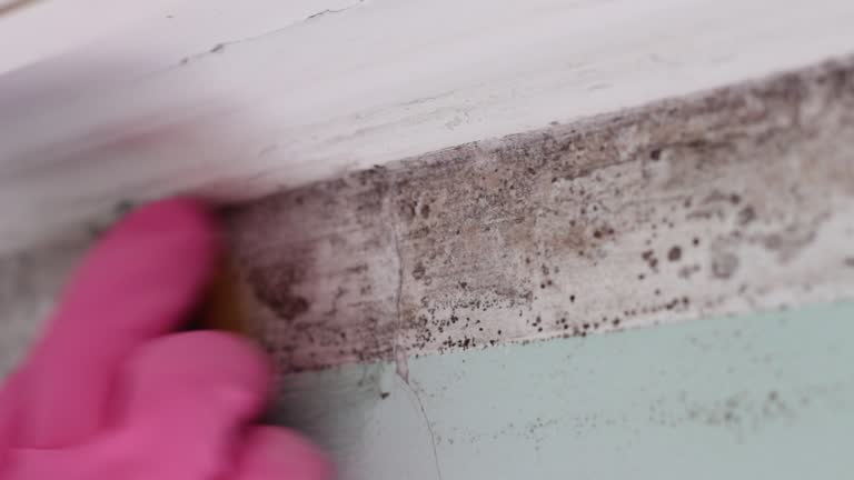 Best Post-Construction Mold Inspection  in Goodview, MN